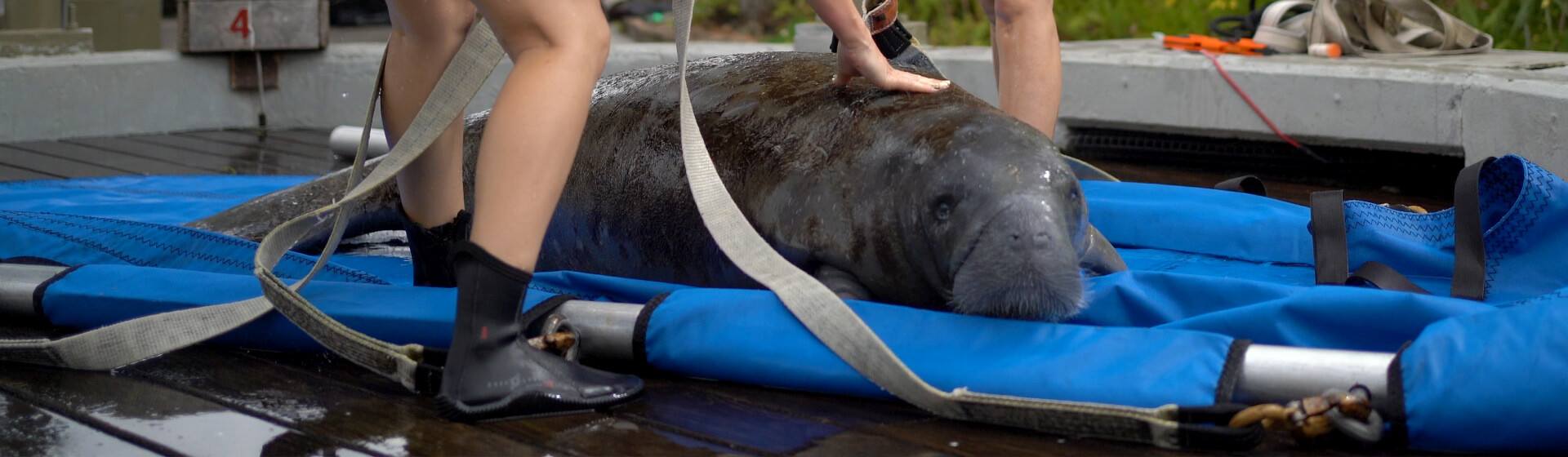 ZooTampa staff and a manatee at the zoo’s care center facility. On average, the zoo admits 30-35 manatees into its hospital each year. Florida manatees gain ‘lift’ from Shuttlelift SCD09 industrial crane at ZooTampa Image 1