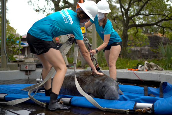 Florida manatees gain ‘lift’ from Shuttlelift SCD09 industrial crane at ZooTampa Image 1