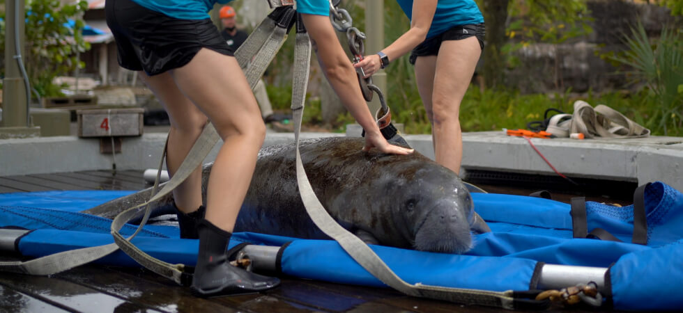 Florida manatees gain ‘lift’ from Shuttlelift SCD09 industrial crane at ZooTampa Image 1